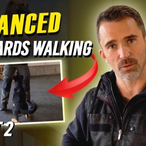 step by step guide to advanced backward walking for dogs