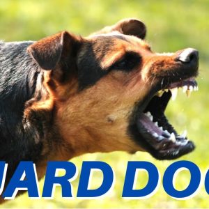 dogs barking!! angry dogs | real guard dogs | defending you! free download mp3