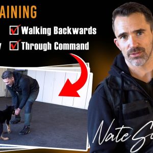 from backwards walking to the send away command: a game changer in dog training