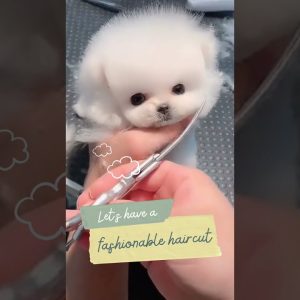 cute and funny dog grooming video #shorts