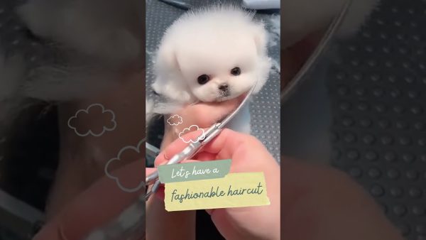 cute and funny dog grooming video #shorts