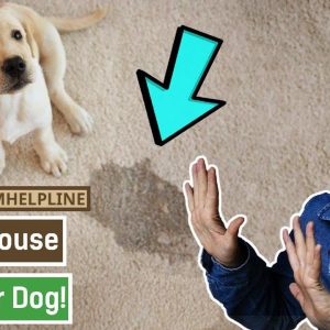 how to house train your dog | potty train a dog | puppy training