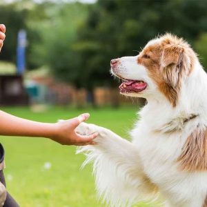 brain training for dogs how to teach a dog to understand you?