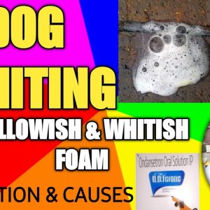 dog vomiting ( yellow & white foam ) || prevention & cause || treatment || by the pet vision || s.m.