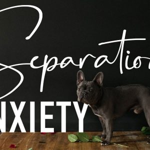 dealing with french bulldog separation anxiety | 5 tips to avoid it