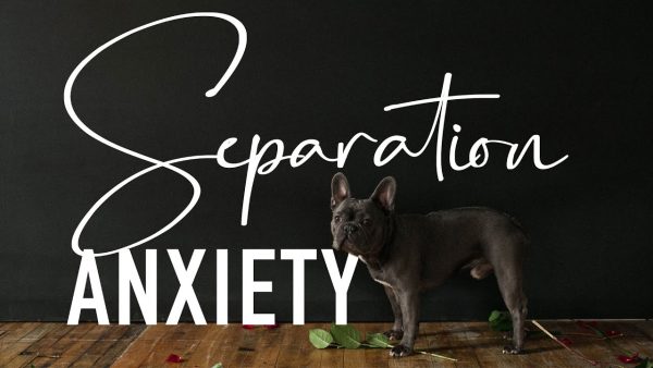 dealing with french bulldog separation anxiety | 5 tips to avoid it