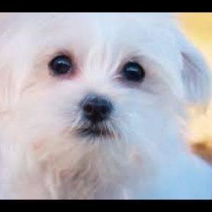 #33 bichon frise 1/3 | which dog should i get? dog breed selector