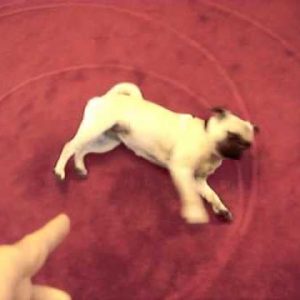 best dog trick ever play dead with dramatic pug stumble