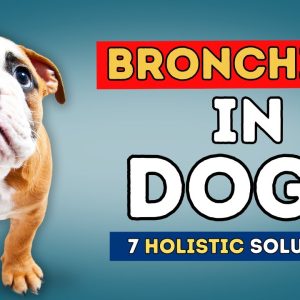 bronchitis in dogs: 7 holistic solutions