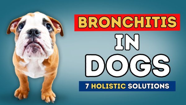 bronchitis in dogs: 7 holistic solutions