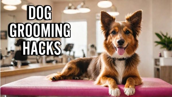 game changing dog grooming hacks you need to try!