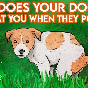 why does your dog look at you when they poop? | draw my life