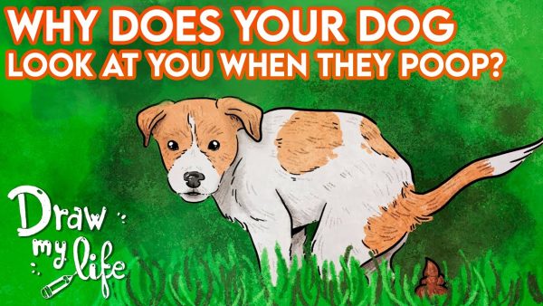 why does your dog look at you when they poop? | draw my life