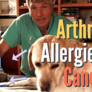 allergies, arthritis and cancer in pets: 3 top natural remedies