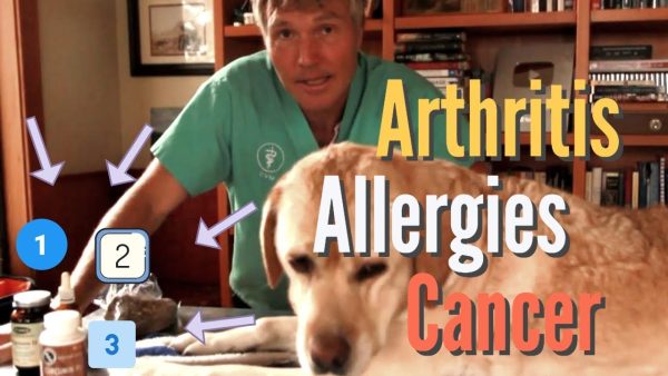 allergies, arthritis and cancer in pets: 3 top natural remedies