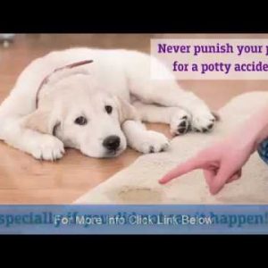 how to potty train your dog? learn more about potty training your dog!!