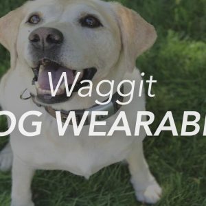 waggit smart dog health wearable