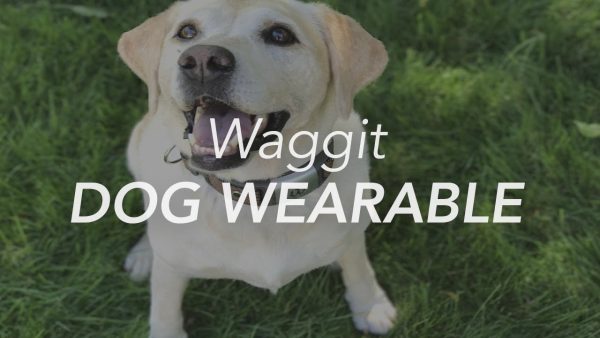 waggit smart dog health wearable