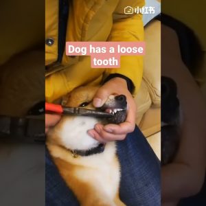 removing a dog's loose tooth #shorts #fyp #foryou #cute #dog