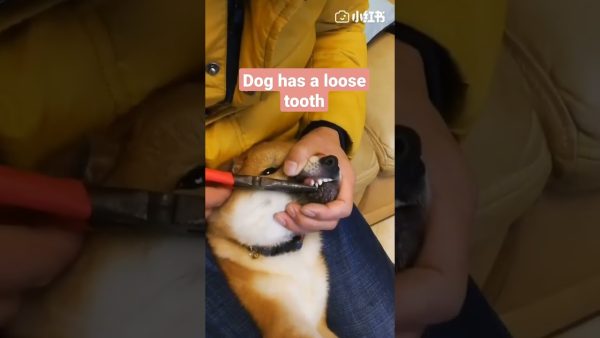 removing a dog's loose tooth #shorts #fyp #foryou #cute #dog