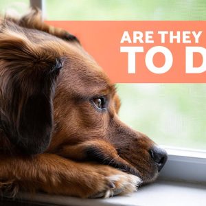 10 signs a dog is dying 🐶💔 critical symptoms you can't ignore