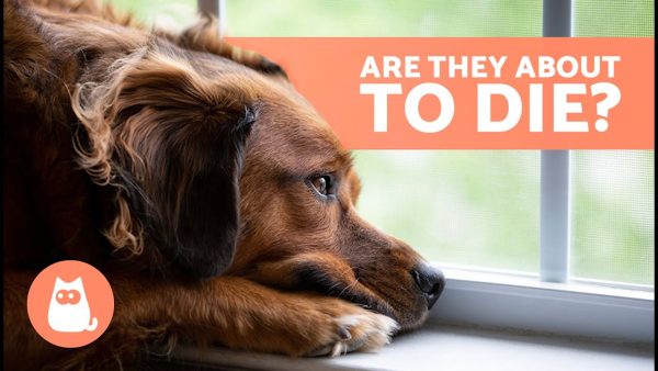 10 signs a dog is dying 🐶💔 critical symptoms you can't ignore