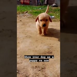 show your dog as puppy vs now #viral #youtubeshorts #shorts #pets #dog