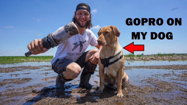 dummy launcher dog training at my lease pond! (new pit blind)