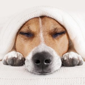 deep healing music: release toxic energy with these cute puppy dogs