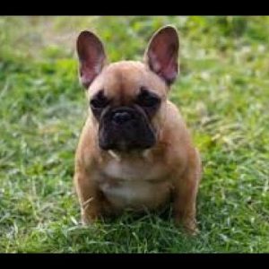 #113 french bulldog 3/3 | which dog should i get? dog breed selector