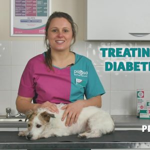 treating your diabetic dog: pdsa petwise pet health hub