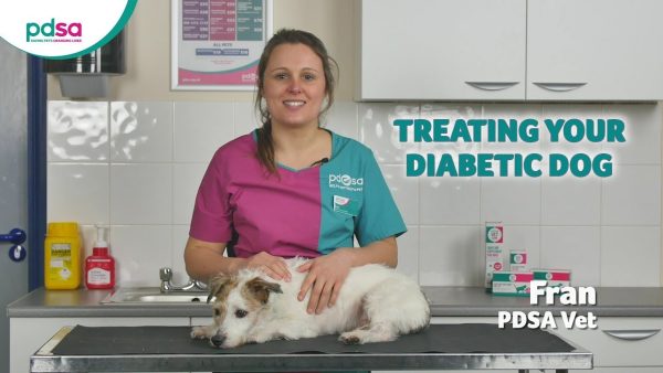 treating your diabetic dog: pdsa petwise pet health hub