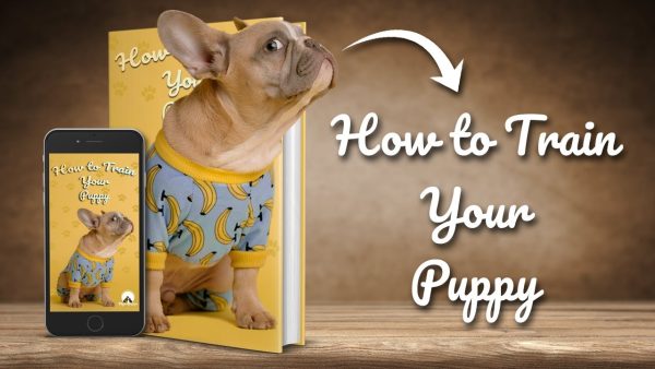 how to train your puppy basic dog training top 10 essential commands every dog should know