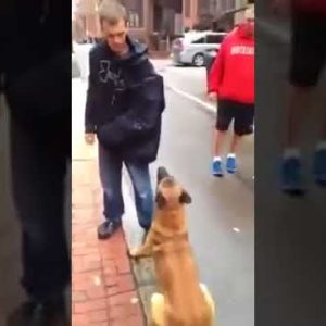 unbelievably well trained dog! funny