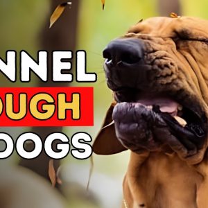 5 new remedies for kennel cough in dogs