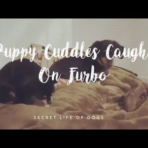 puppy cuddles caught on furbo dog camera