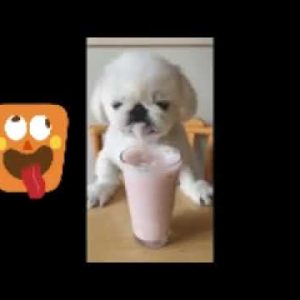 cute puppy licking good