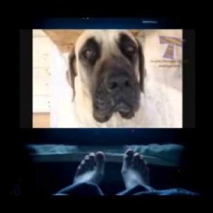 amazing dog tricks funny and awesome dog compilation