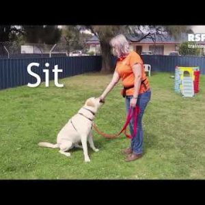 free dog training series – lesson 1 how to teach your dog to sit and drop