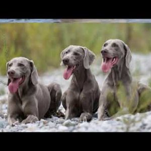 weimaraner large hunting dog breed