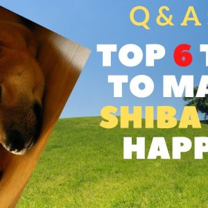 🐶top 6 tips to make your shiba inu happy (2021)💖