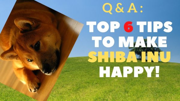 🐶top 6 tips to make your shiba inu happy (2021)💖