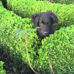 zwartbles ireland