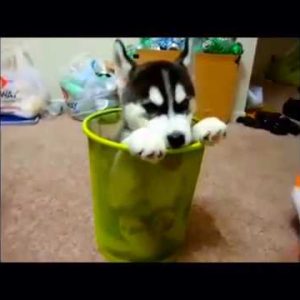 funny dogs compilation!