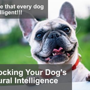 smart dogs || the best way for your dogs to be intelligent