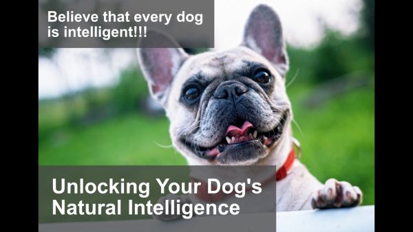 smart dogs || the best way for your dogs to be intelligent