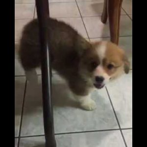 corgi puppy was stuck because he is so short