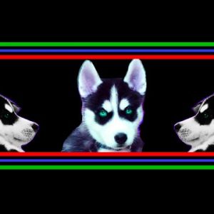 jody husky's omlettes