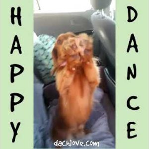 dach love dachshund happy dance