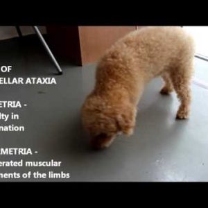 neurological disease. cerebellar ataxia in an older poodle